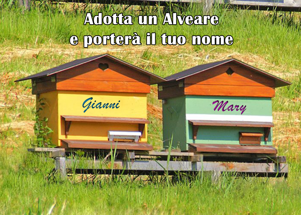 adotta adotta